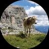 cashmerecow